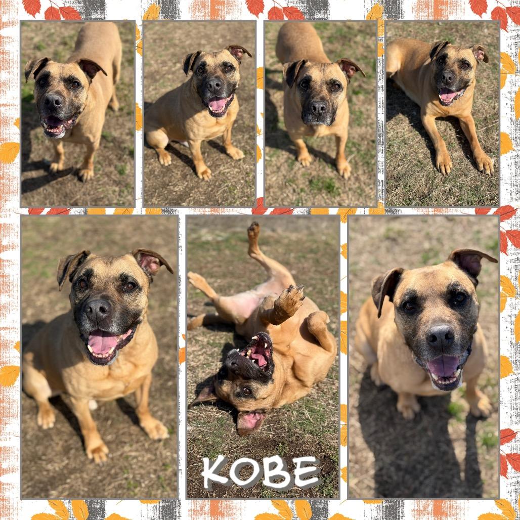 Kobe (Joey), a Adoptable mixed breed in Fort Smith, AR image 2/3