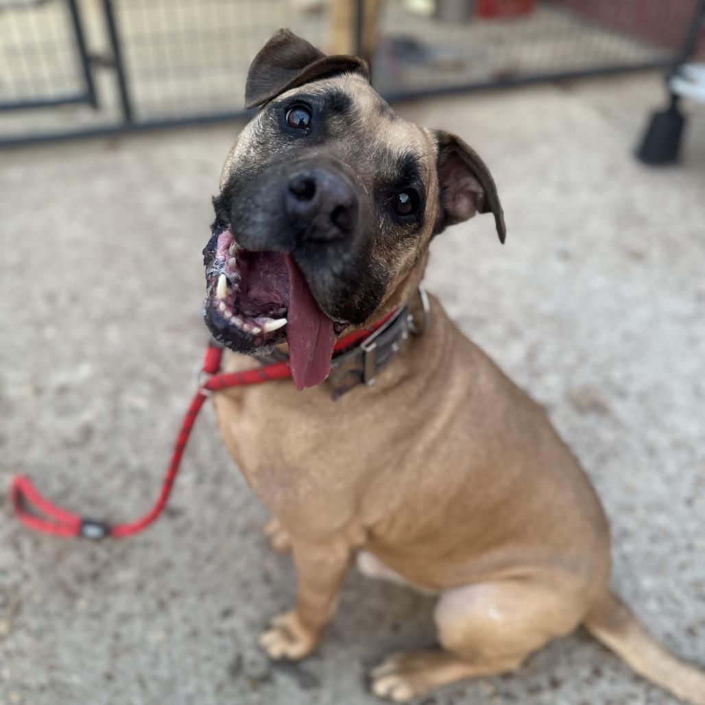 Kobe (Joey), a Adoptable mixed breed in Fort Smith, AR image 3/3