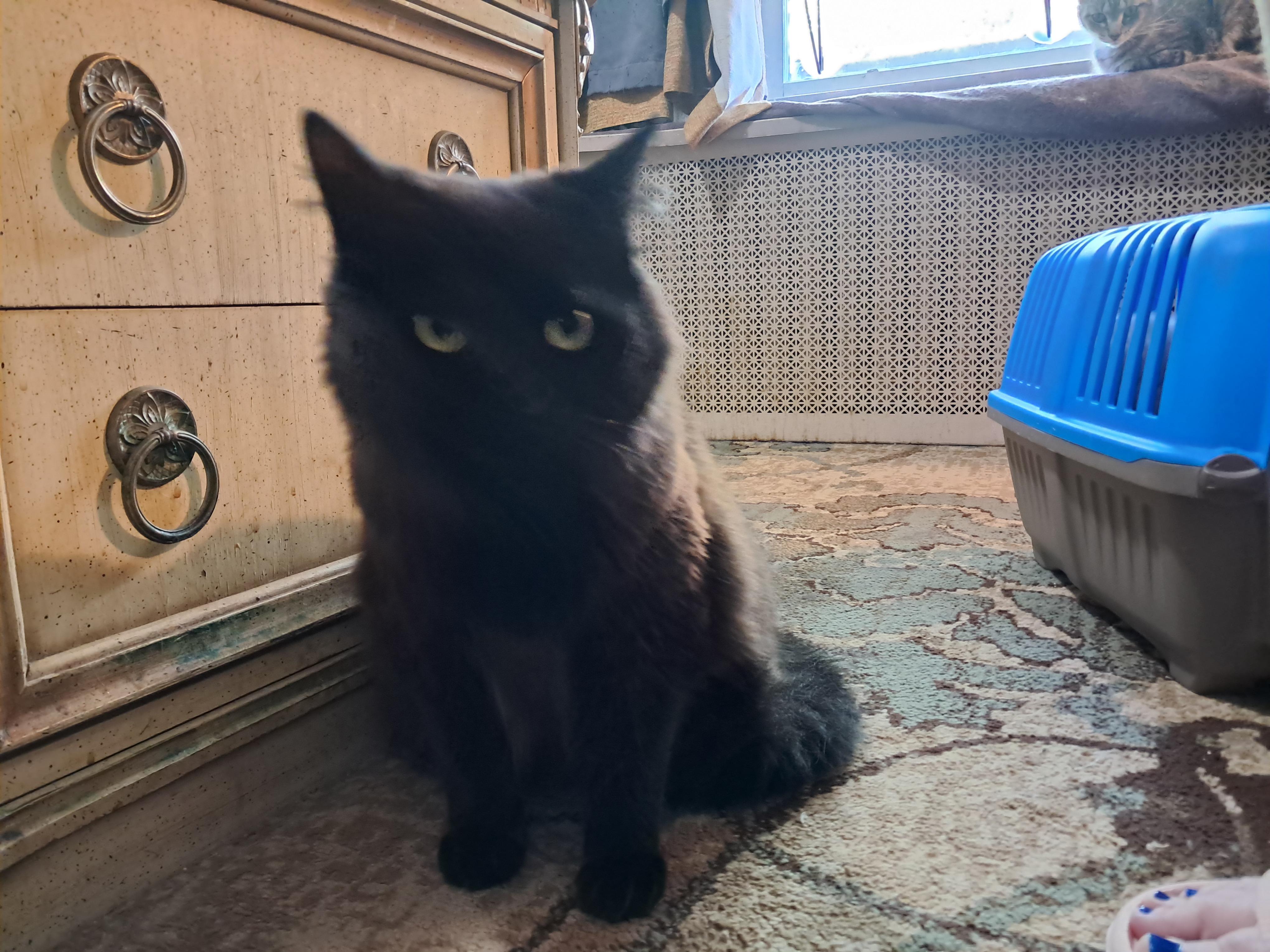 Enlarge Richie, a Adopted Domestic Long Hair in Nanticoke, PA image 4/4