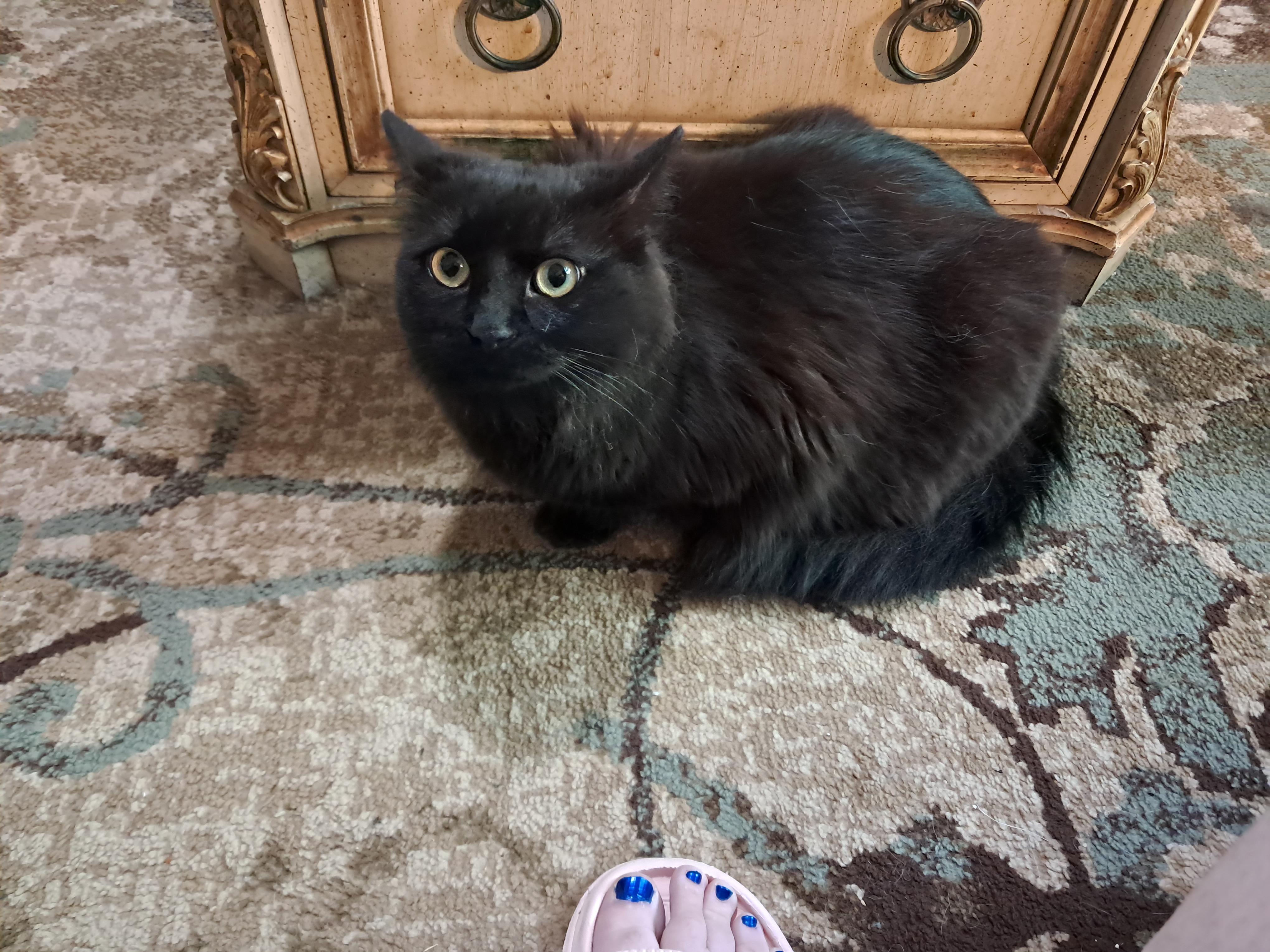 Richie, Adopted, Adult Male Domestic Long Hair.