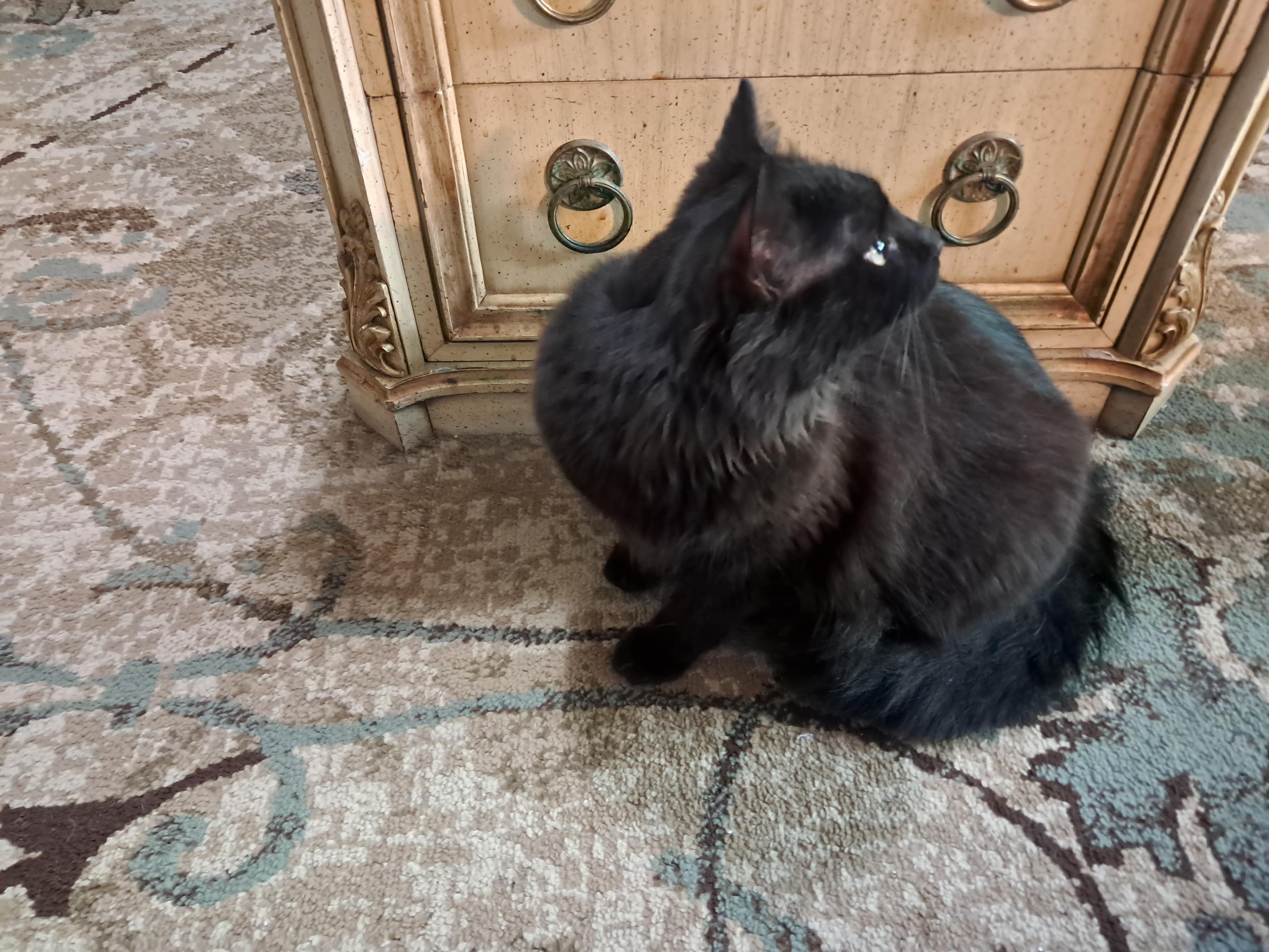 Enlarge Richie, a Adopted Domestic Long Hair in Nanticoke, PA image 3/4