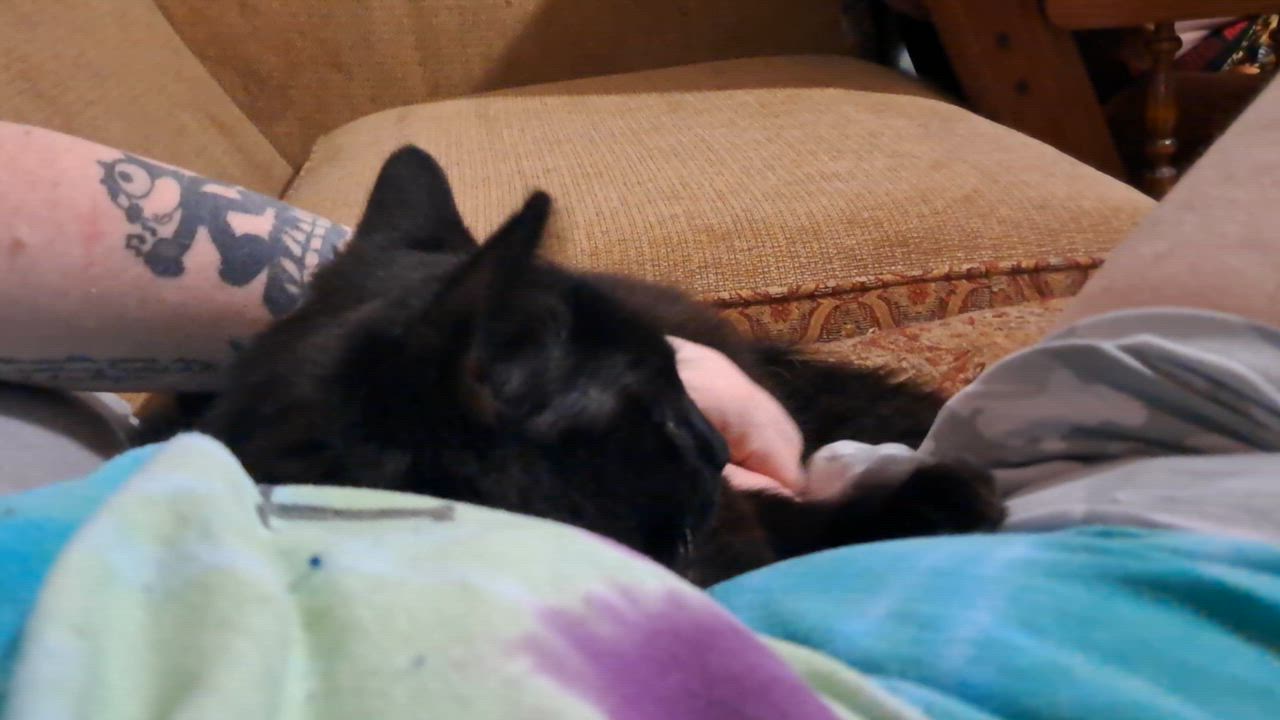 Enlarge Richie, a Adopted Domestic Long Hair in Nanticoke, PA video 2/4