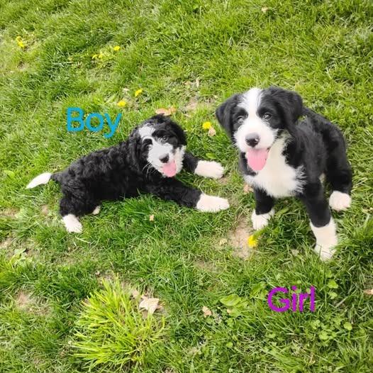 Enlarge Mac, a Adopted mixed breed in Kendallville, IN image 1/1