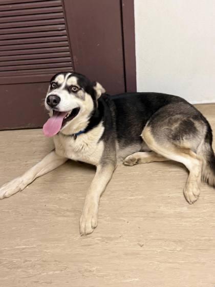 Ranger — thumbnail 2