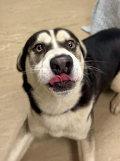 Ranger — thumbnail 3