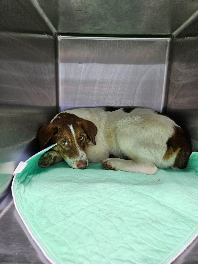 Enlarge Pumpkin, a Adoptable mixed breed in Morgantown, KY image 1/1