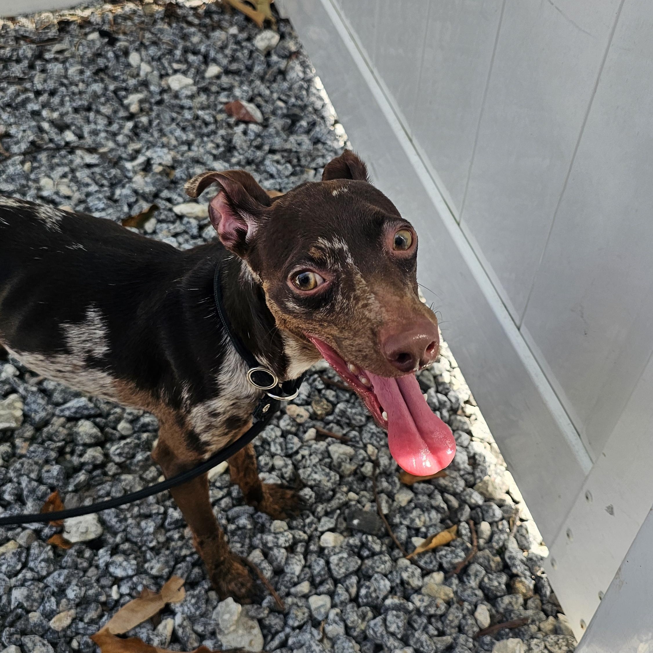 Enlarge Mickey, an adoptable Miniature Pinscher in Tampa, FL image 1/5