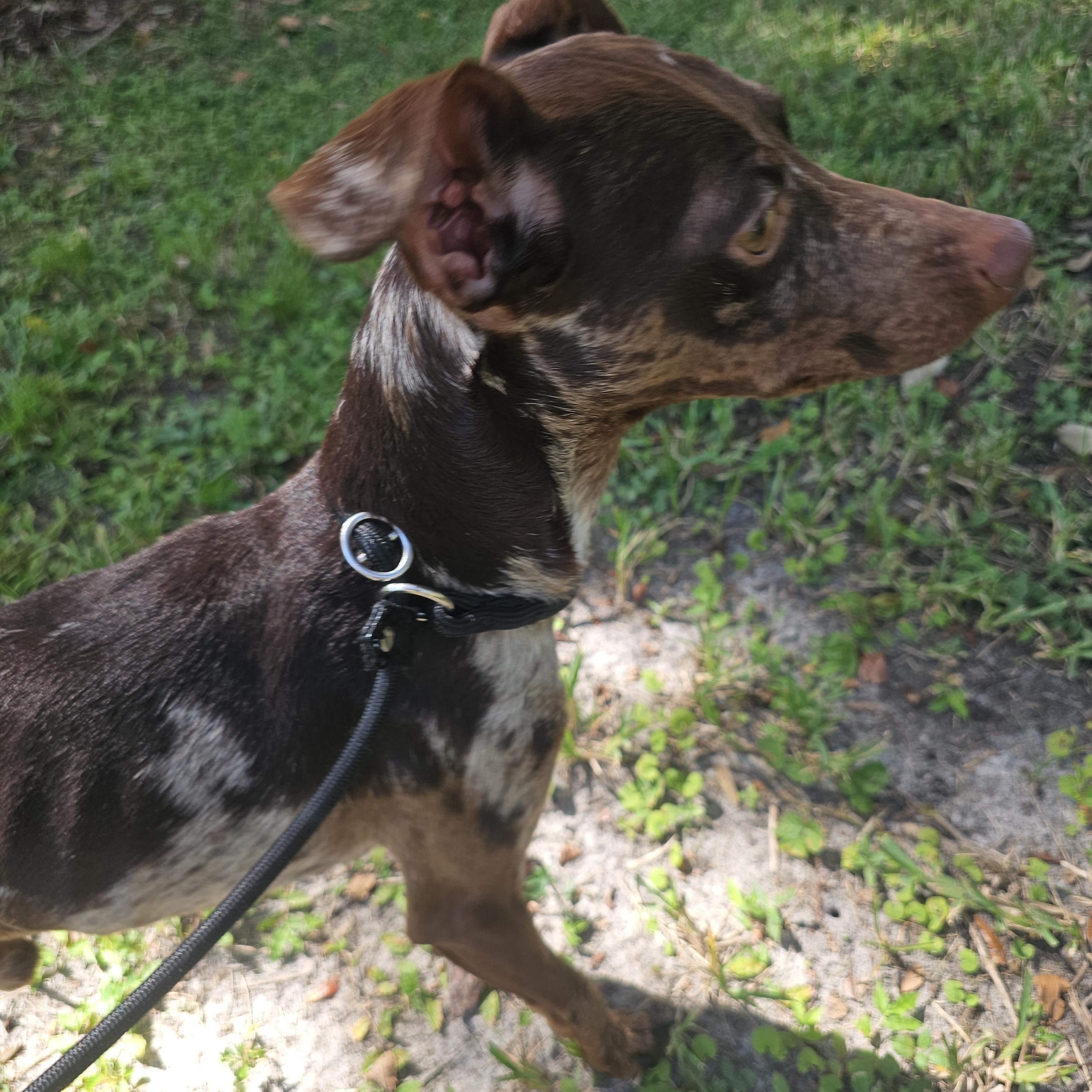 Enlarge Mickey, an adoptable Miniature Pinscher in Tampa, FL image 3/5