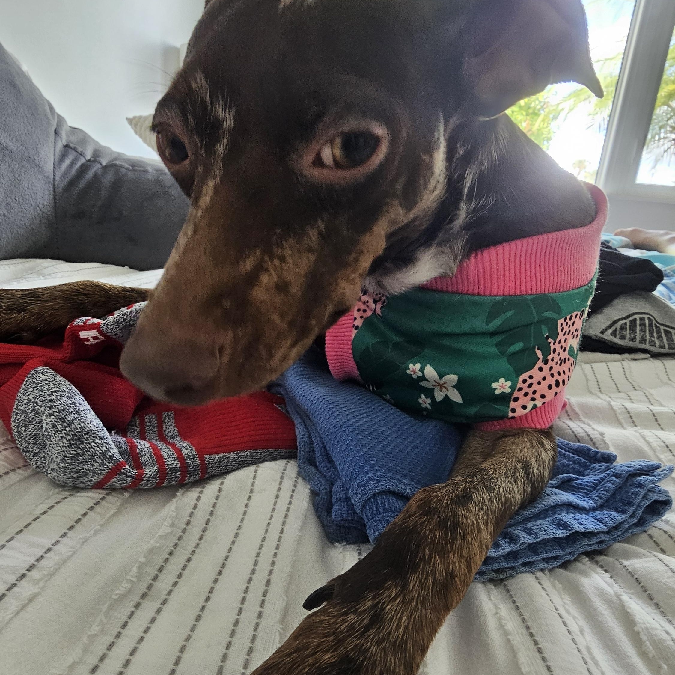 Enlarge Mickey, an adoptable Miniature Pinscher in Tampa, FL image 4/5