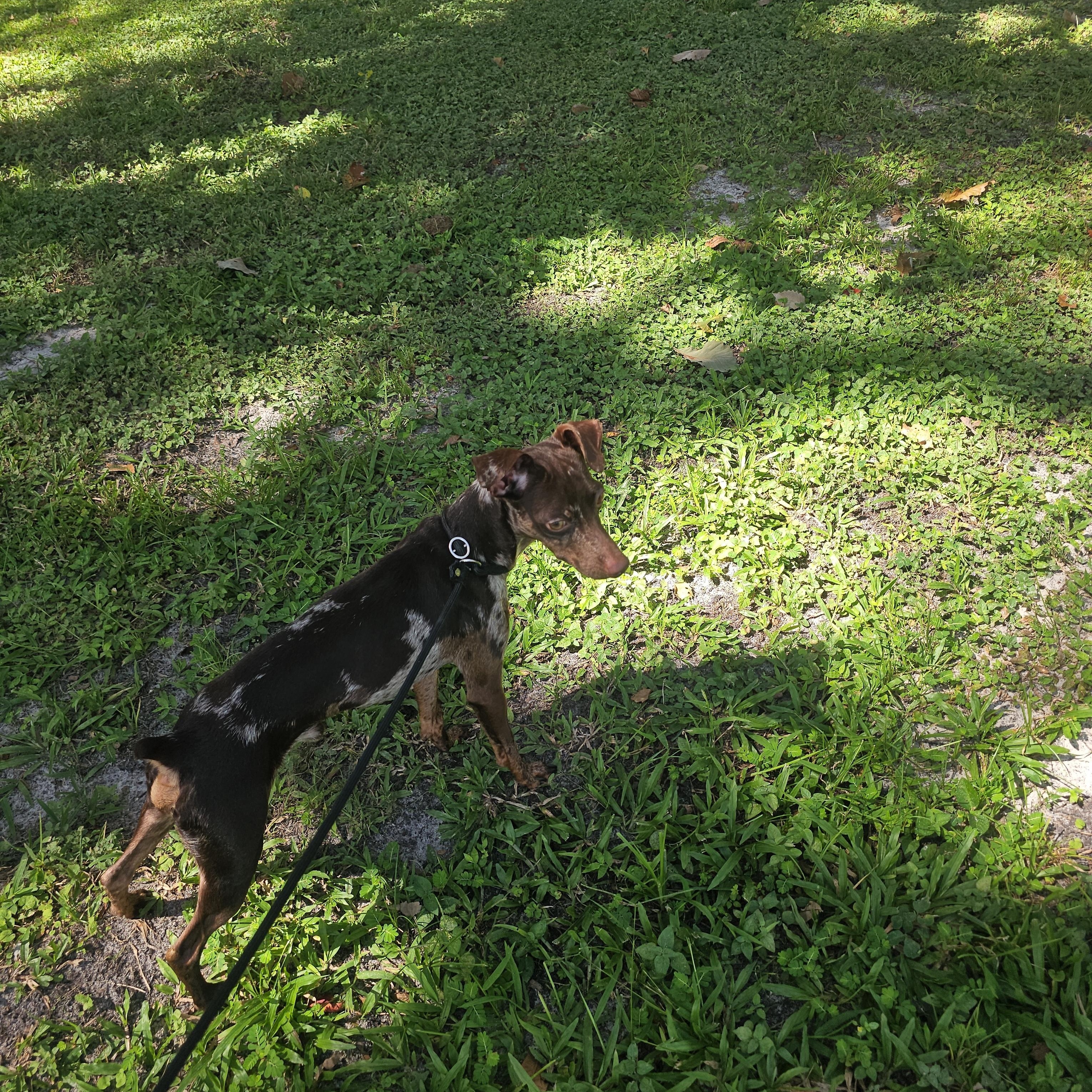 Enlarge Mickey, an adoptable Miniature Pinscher in Tampa, FL image 5/5