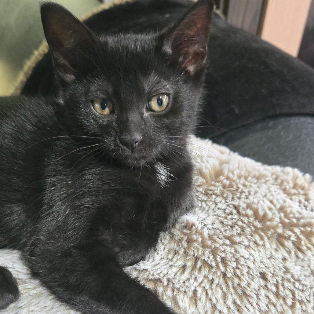 Vacuole, Adoptable, Kitten Female Domestic Short Hair.