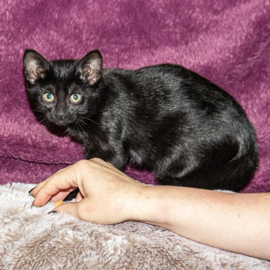 Vacuole, a Adoptable Domestic Short Hair in Wichita, KS image 2/6