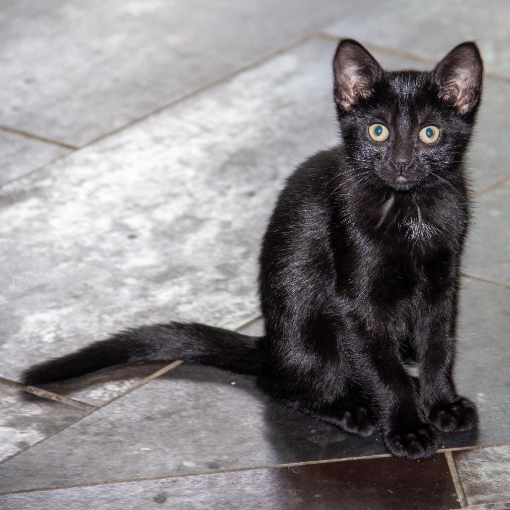 Vacuole, a Adoptable Domestic Short Hair in Wichita, KS image 3/6