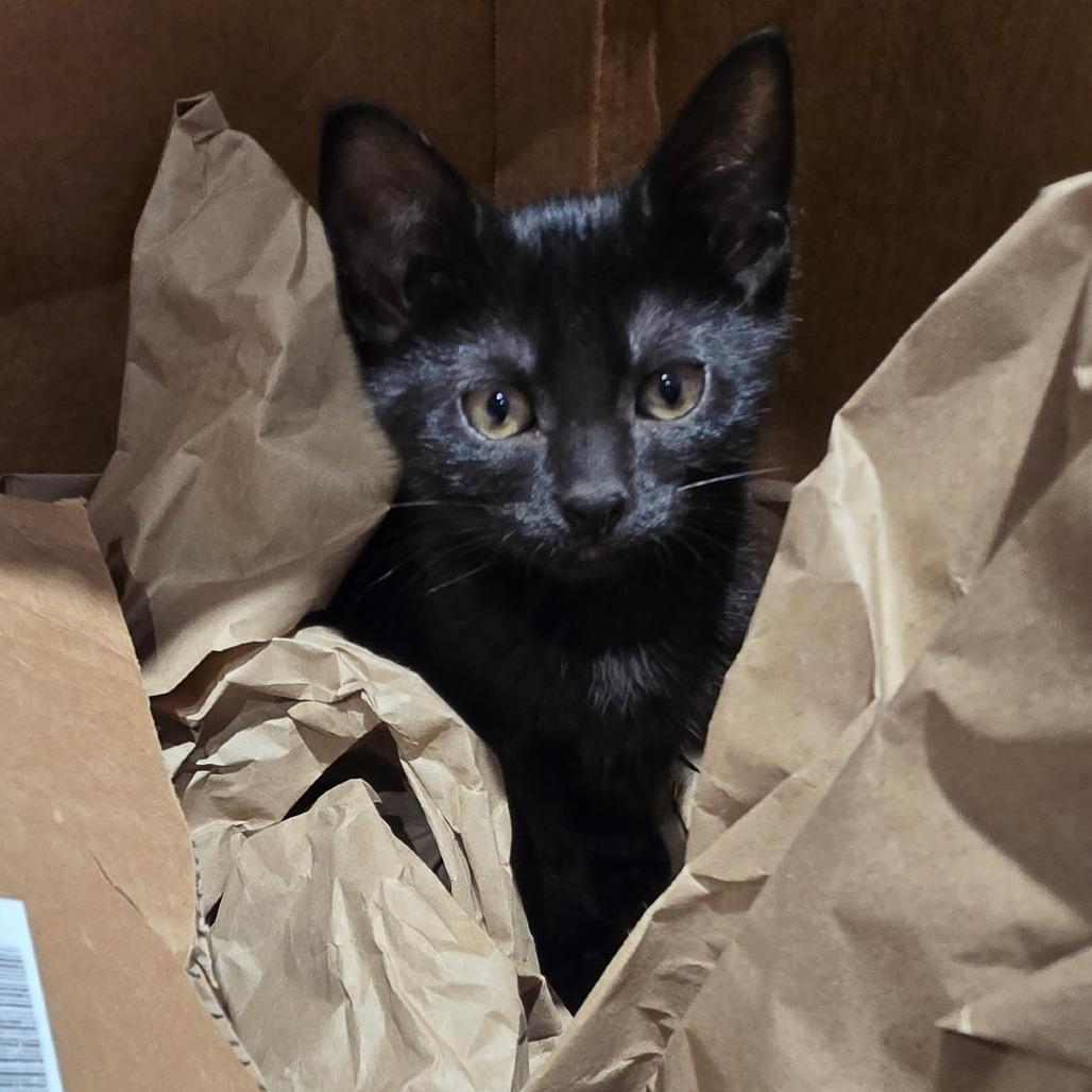 Vacuole, a Adoptable Domestic Short Hair in Wichita, KS image 4/6