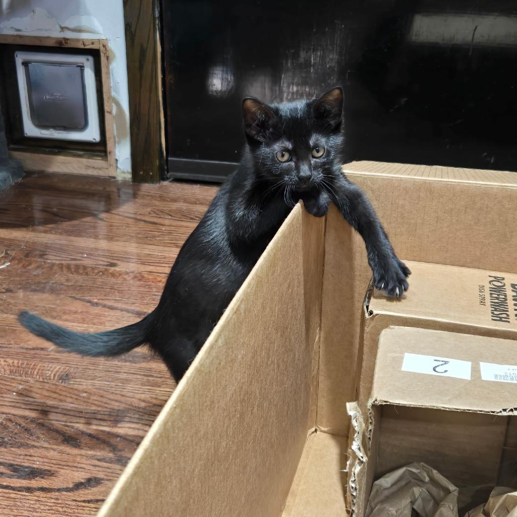 Vacuole, a Adoptable Domestic Short Hair in Wichita, KS image 6/6