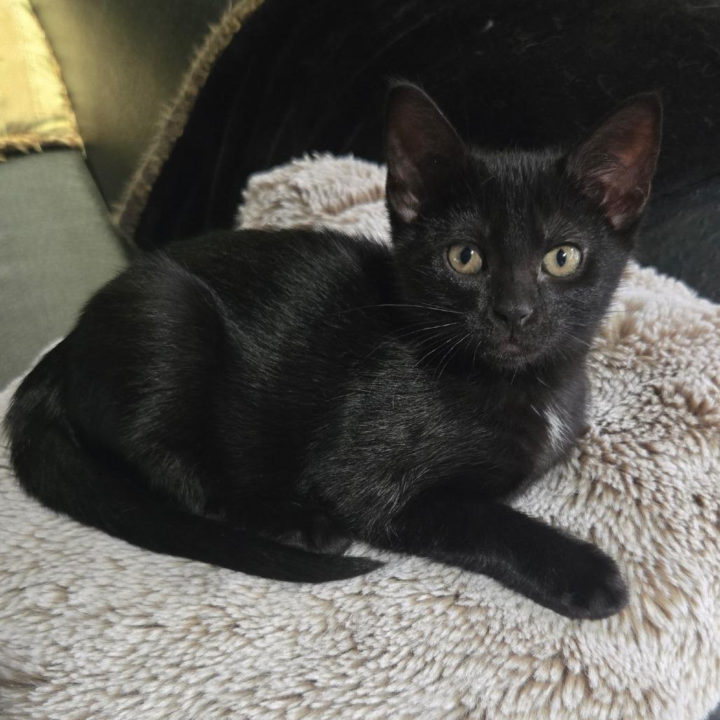 Vacuole, a Adoptable Domestic Short Hair in Wichita, KS image 5/6