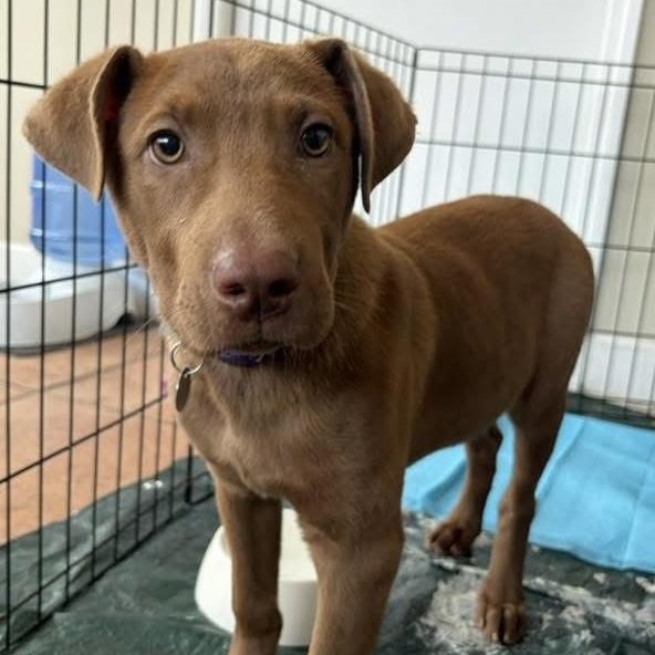 Enlarge Georgia, a ADOPTABLE mixed breed in Irmo, SC image 2/3