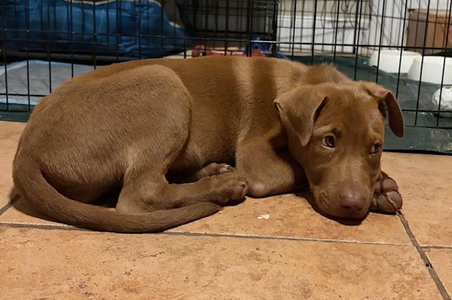 Enlarge Georgia, a ADOPTABLE mixed breed in Irmo, SC image 1/3