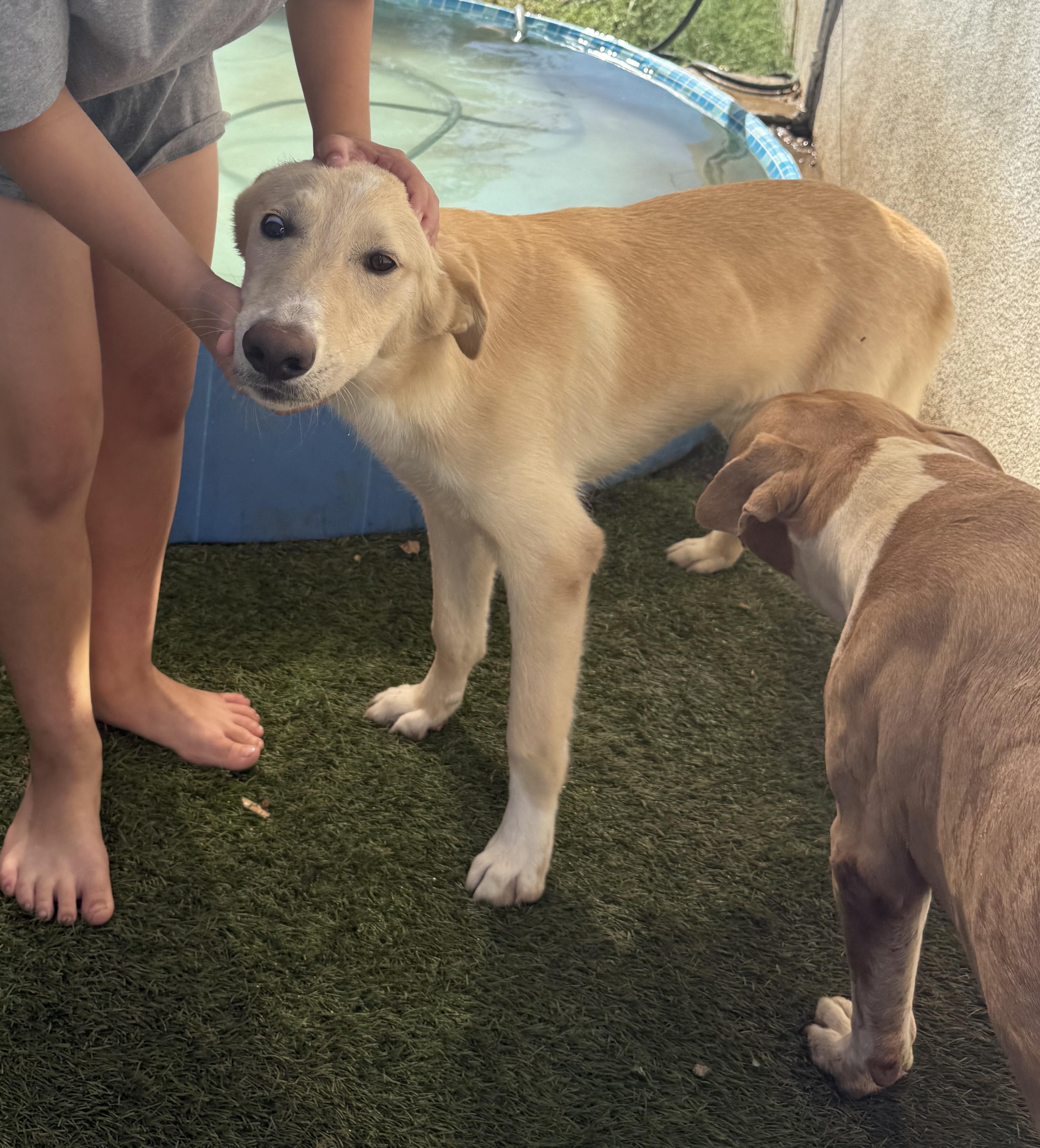 Enlarge HONEY BOY, a Adoptable mixed breed in Portland , OR image 2/6