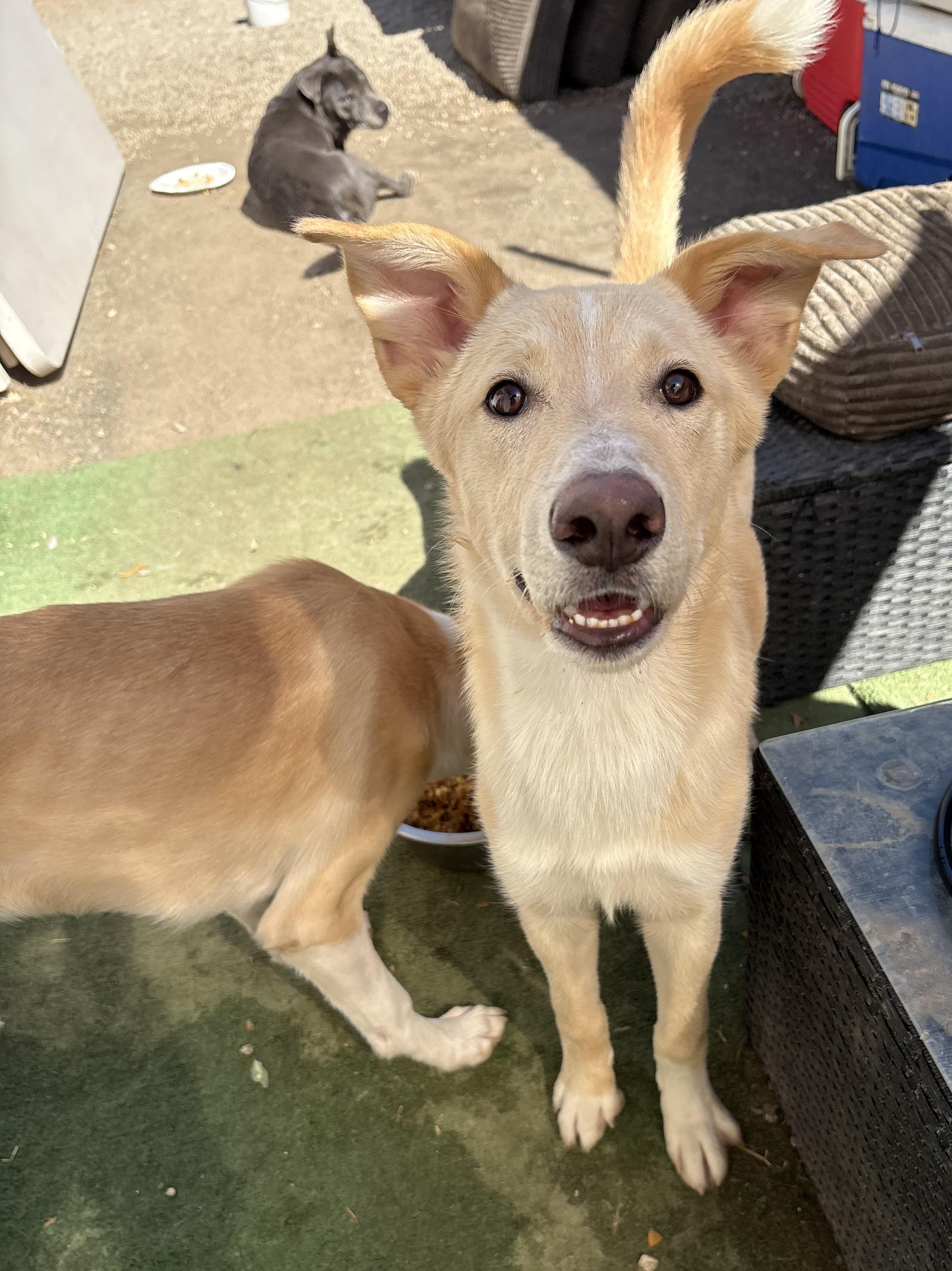 Enlarge HONEY BOY, a Adoptable mixed breed in Portland , OR image 3/6