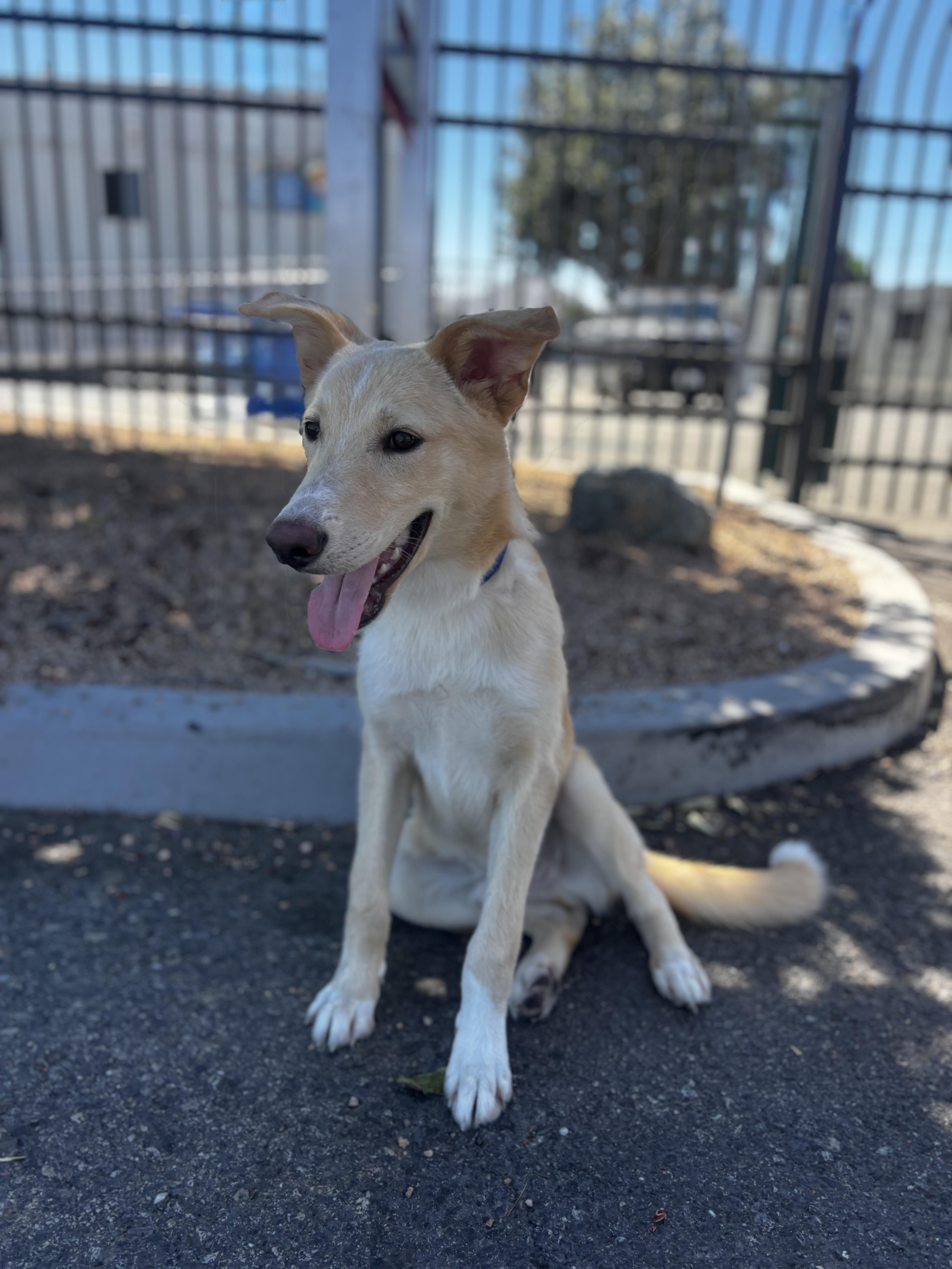 Enlarge HONEY BOY, a Adoptable mixed breed in Portland , OR image 6/6