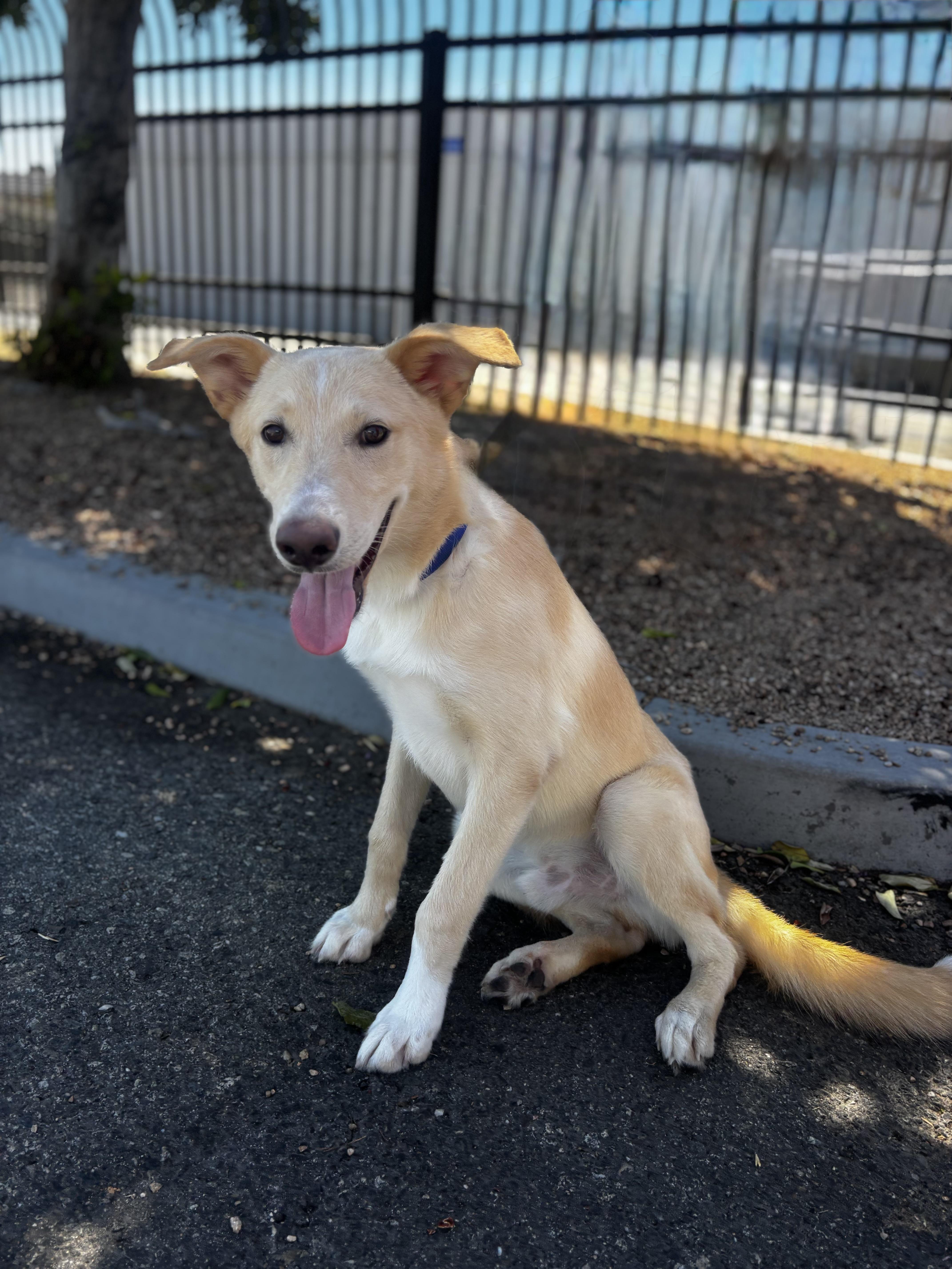 Enlarge HONEY BOY, a Adoptable mixed breed in Portland , OR image 5/6