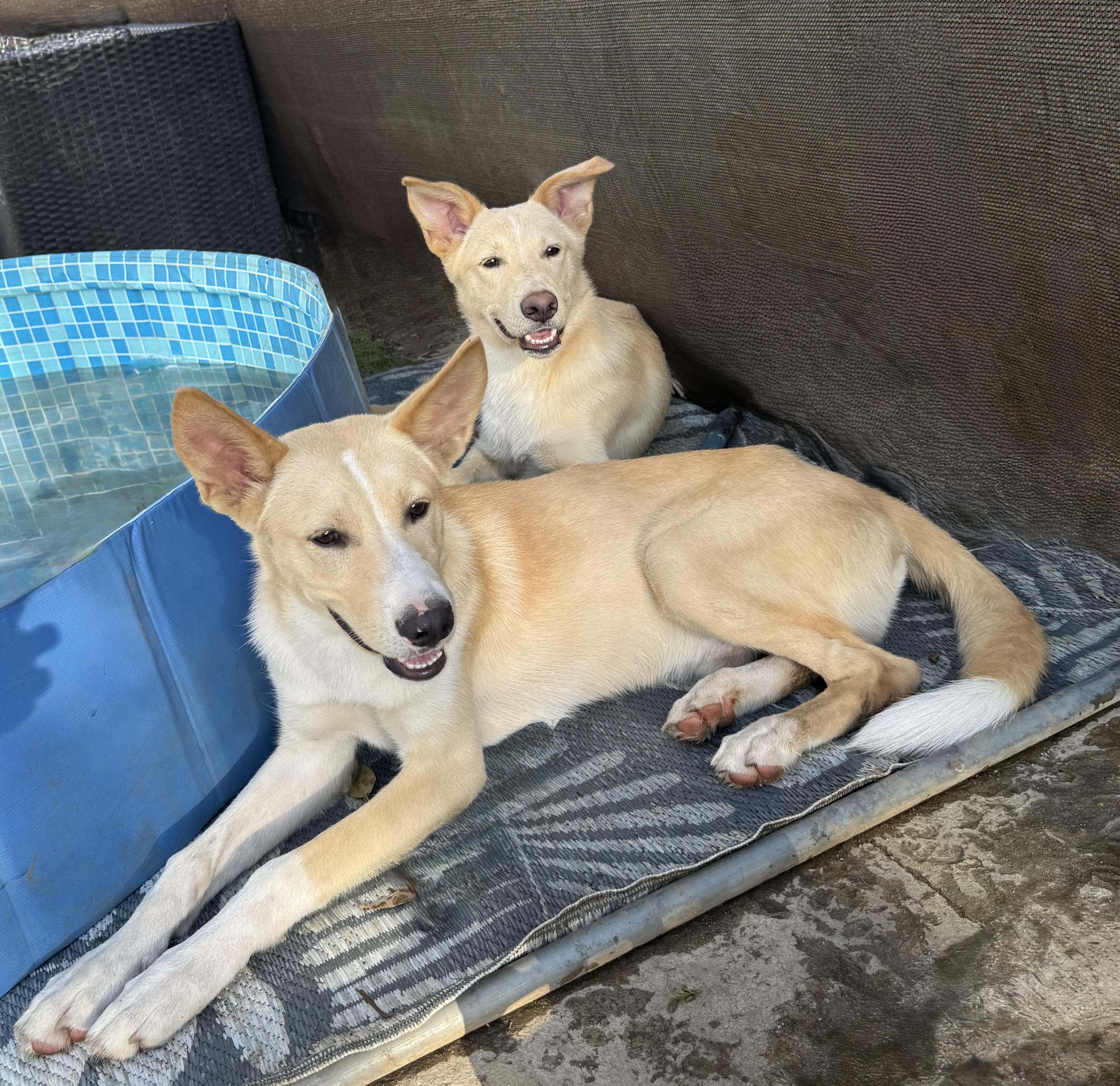 Enlarge HONEY BOY, a Adoptable mixed breed in Portland , OR image 4/6