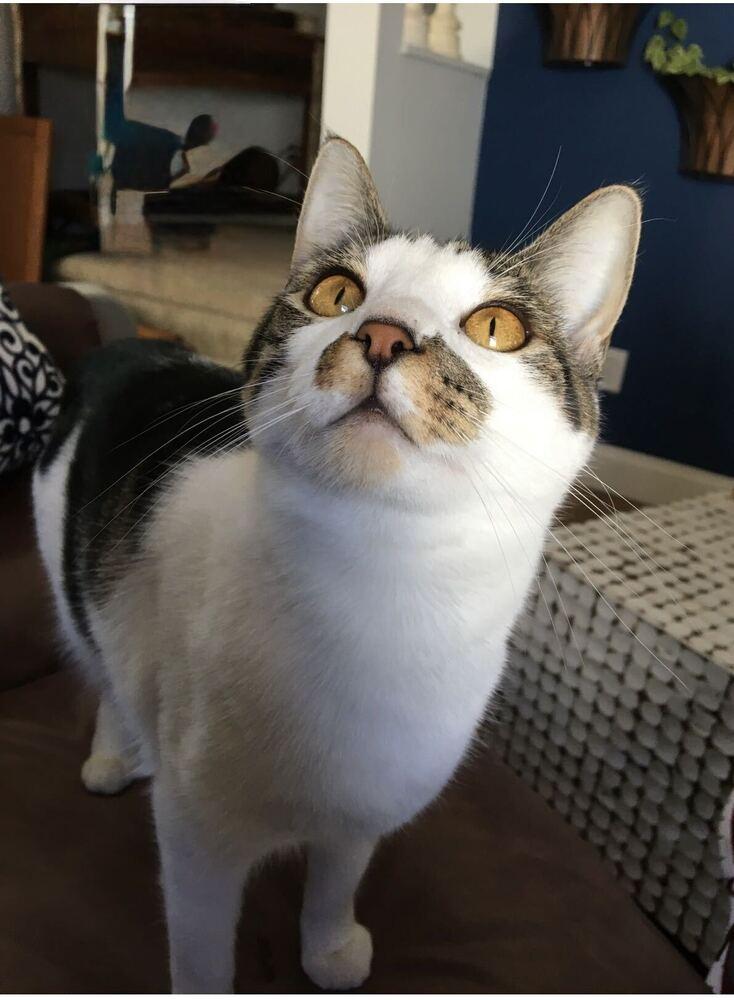 Molly, Adoptable, Adult Female Domestic Short Hair.
