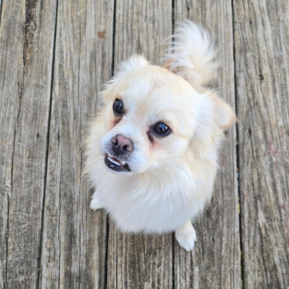 Cooper, a ADOPTABLE mixed breed in Knoxville, TN image 2/6