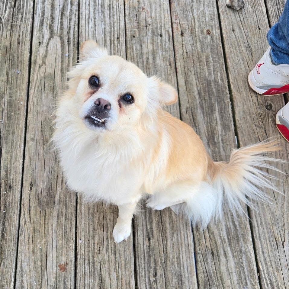 Cooper, ADOPTABLE, Adult Male Pomeranian.