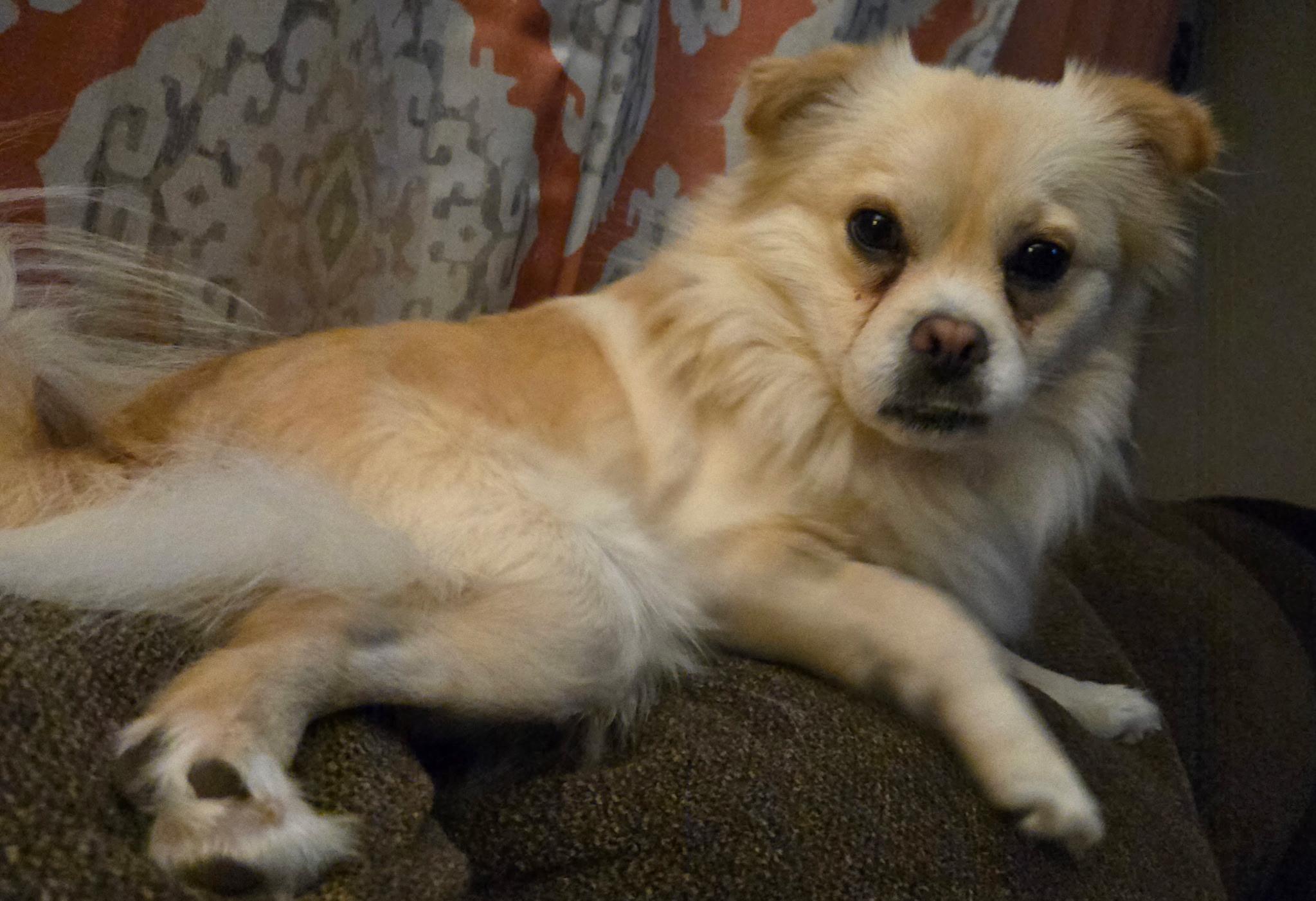 Cooper, a ADOPTABLE mixed breed in Knoxville, TN image 3/6