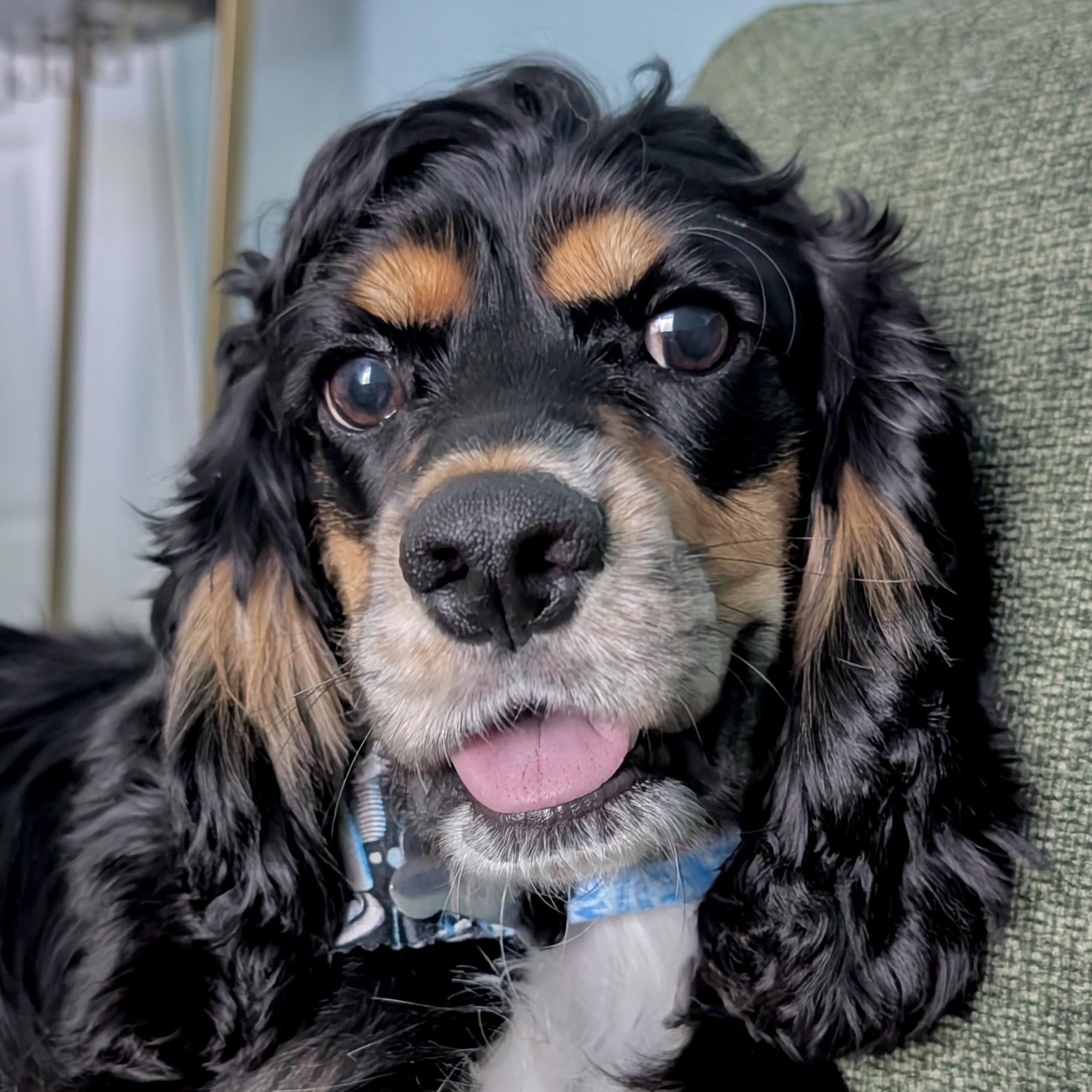 Zorro
