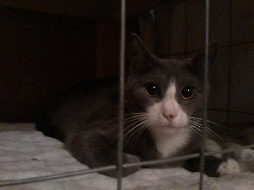 Enlarge Mars (KM), a Adoptable Domestic Short Hair in Cypress, TX image 1/3