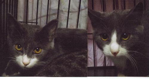 Enlarge Mars (KM), a Adoptable Domestic Short Hair in Cypress, TX image 1/3