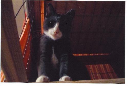 Enlarge Mars (KM), a Adoptable Domestic Short Hair in Cypress, TX image 3/3