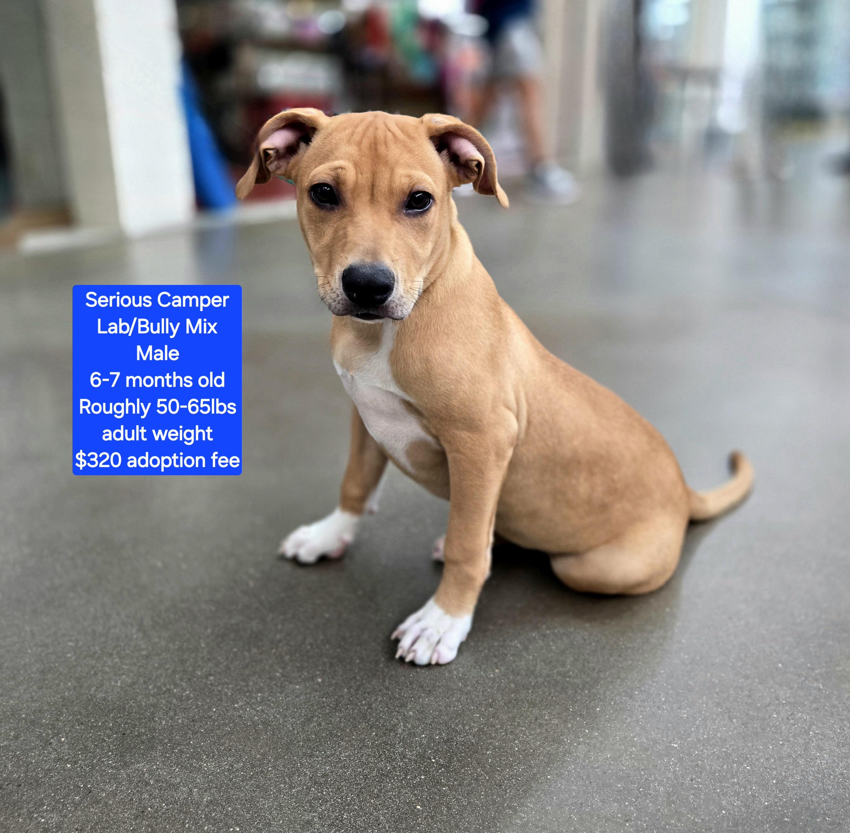Serious Camper, ADOPTABLE, Young Male Labrador Retriever & American Bully.