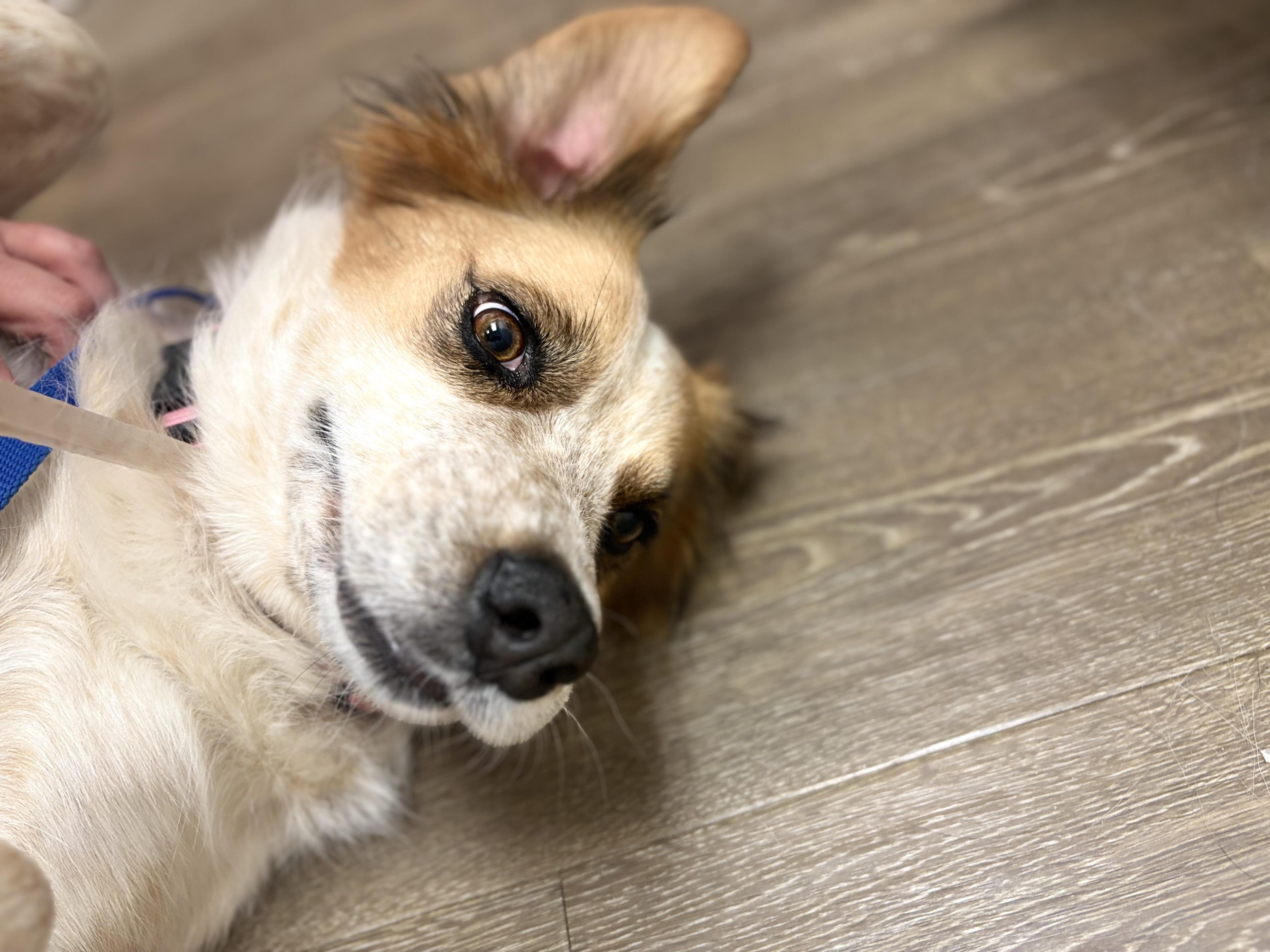 Vinyl, Adoptable, Adult Female Australian Cattle Dog / Blue Heeler & Border Collie.