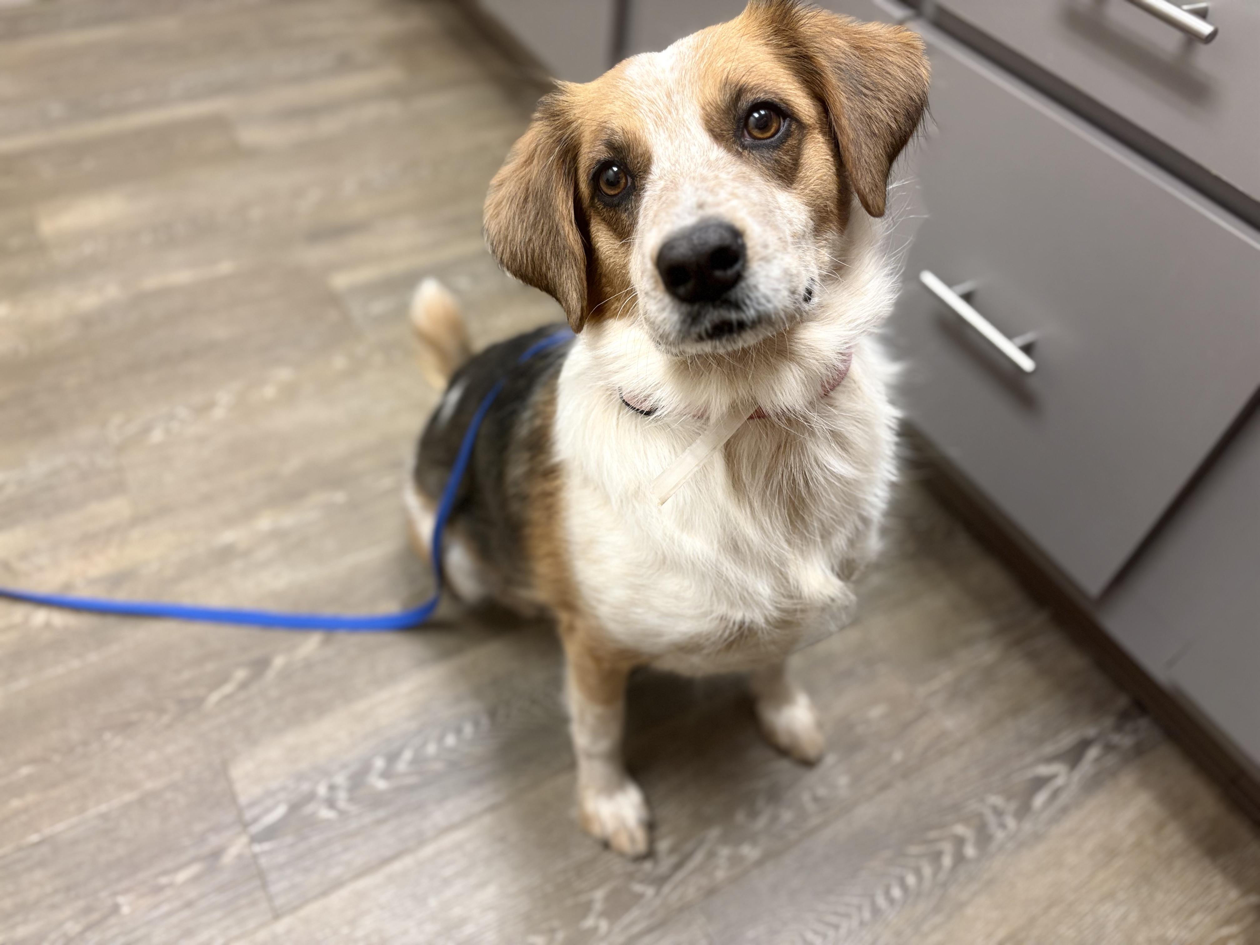 Enlarge Vinyl, a Adoptable mixed breed in Oak Ridge, TN image 2/2