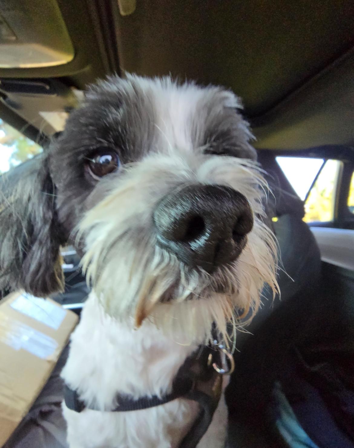 Loki, Adopted, Senior Male Shih Tzu.