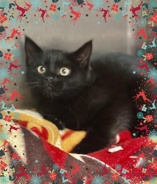 Enlarge Glinda- #49715, a ADOPTABLE Domestic Short Hair in Columbia, MD image 1/1