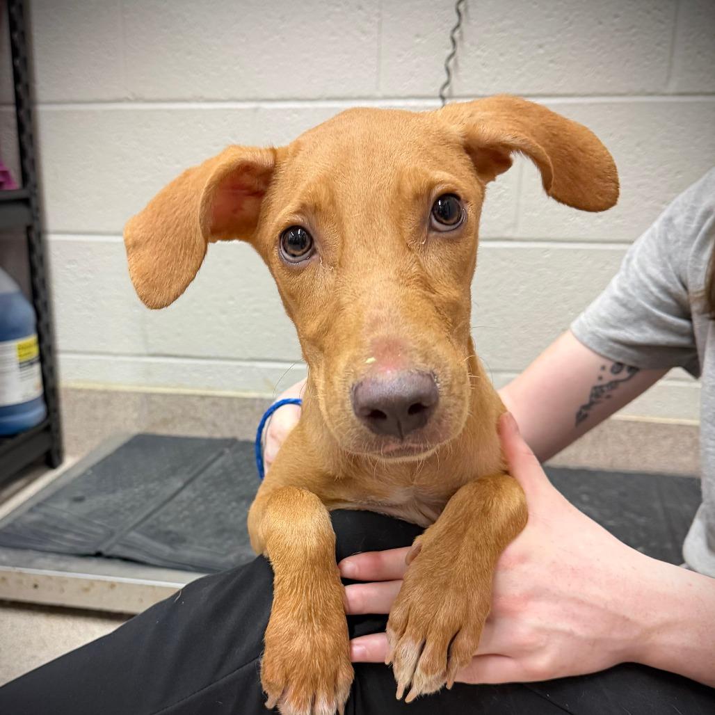 Enlarge Maple, a Adoptable Mixed Breed in Ardmore, OK image 1/1