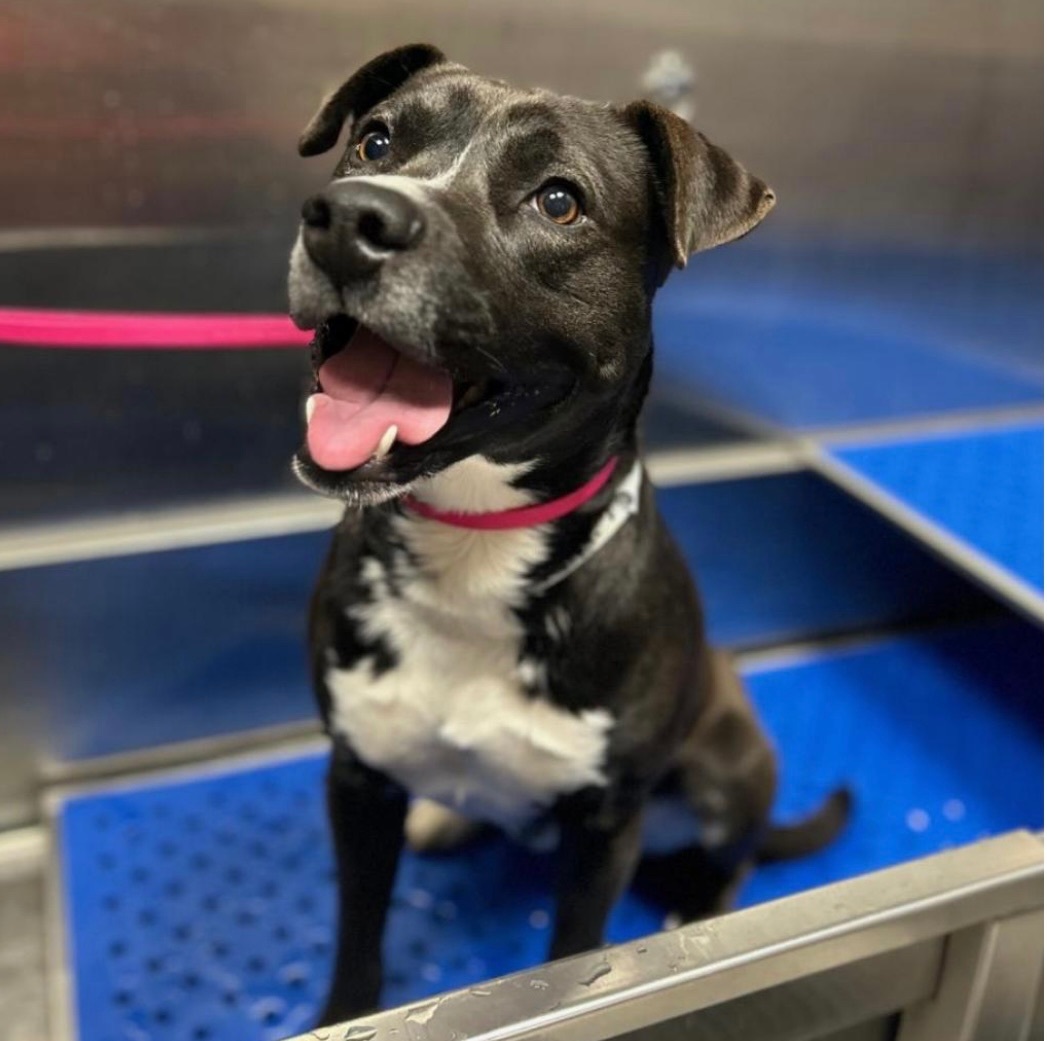 Enlarge Derrick, a Adopted mixed breed in Randleman, NC image 1/6