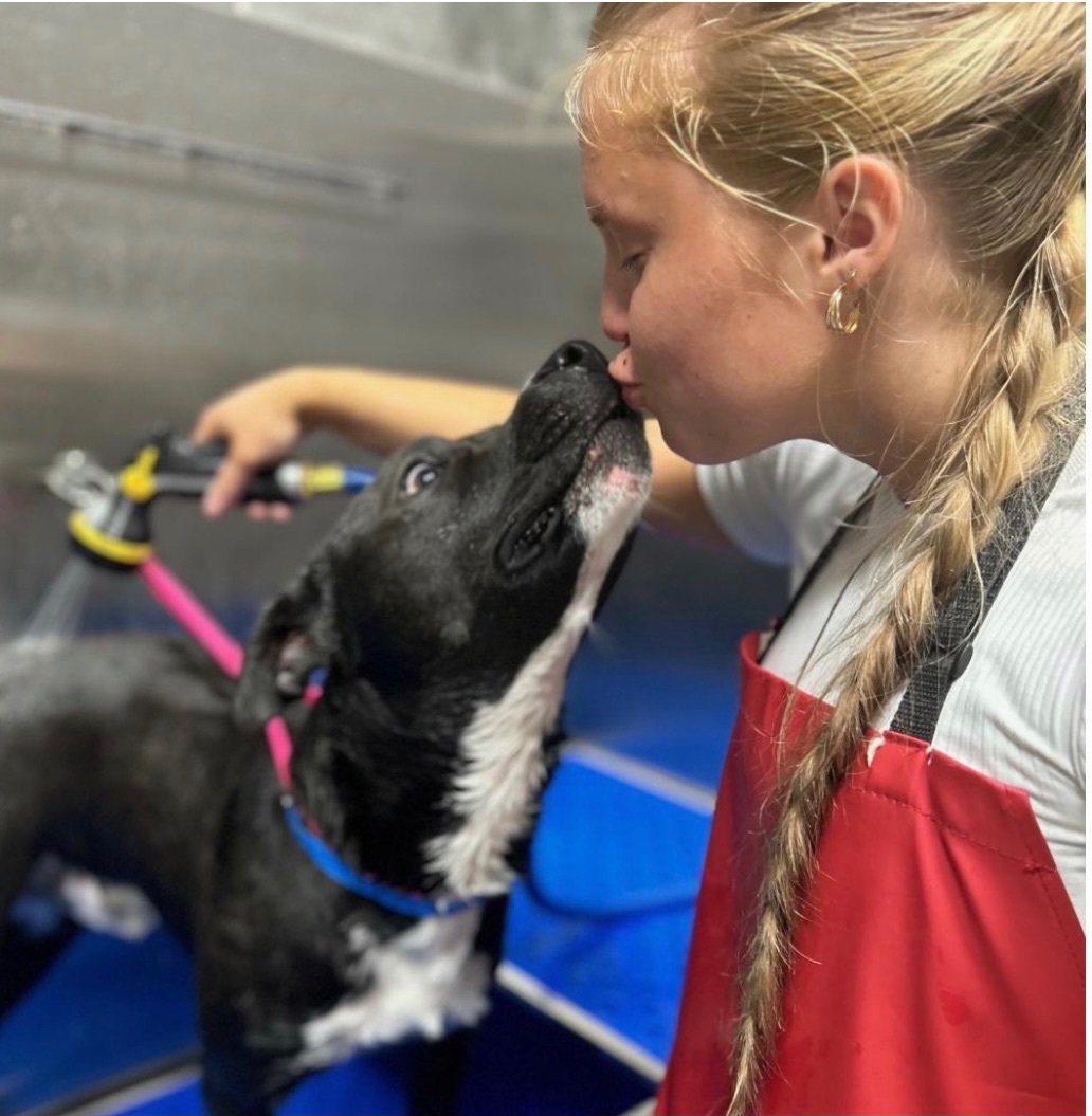 Enlarge Derrick, a Adopted mixed breed in Randleman, NC image 2/6