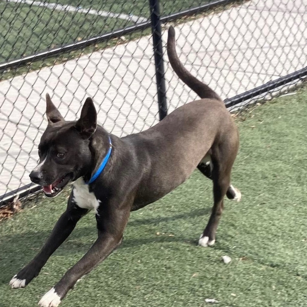 Enlarge Derrick, a Adopted mixed breed in Randleman, NC image 3/6