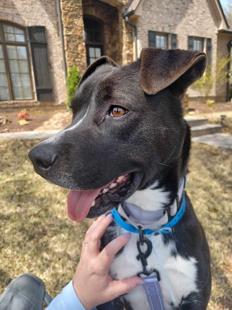 Enlarge Derrick, a Adopted mixed breed in Randleman, NC image 4/6