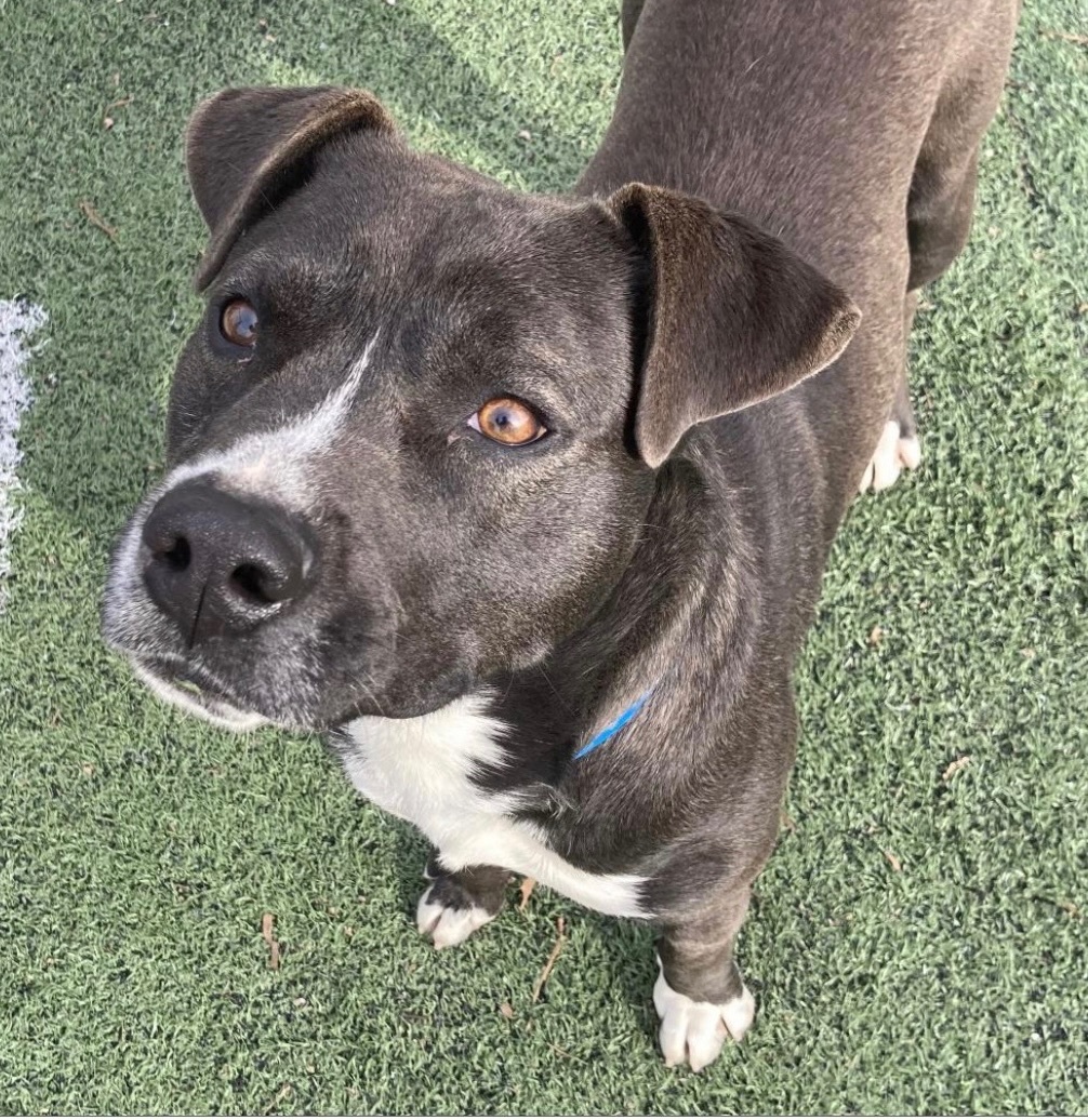 Enlarge Derrick, a Adopted mixed breed in Randleman, NC image 5/6