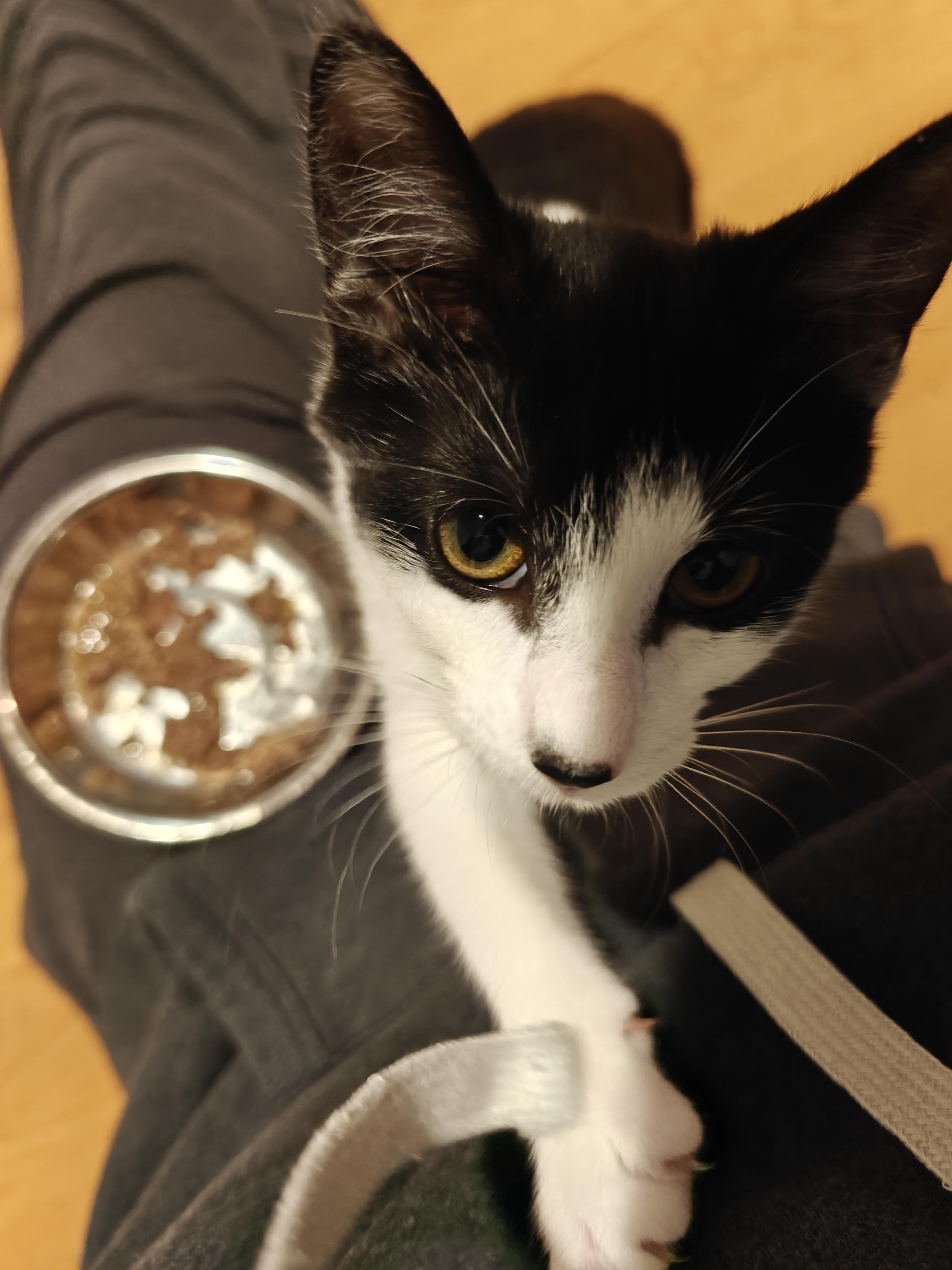Enlarge Atari, a Adopted Domestic Short Hair in New Britain, CT image 3/5