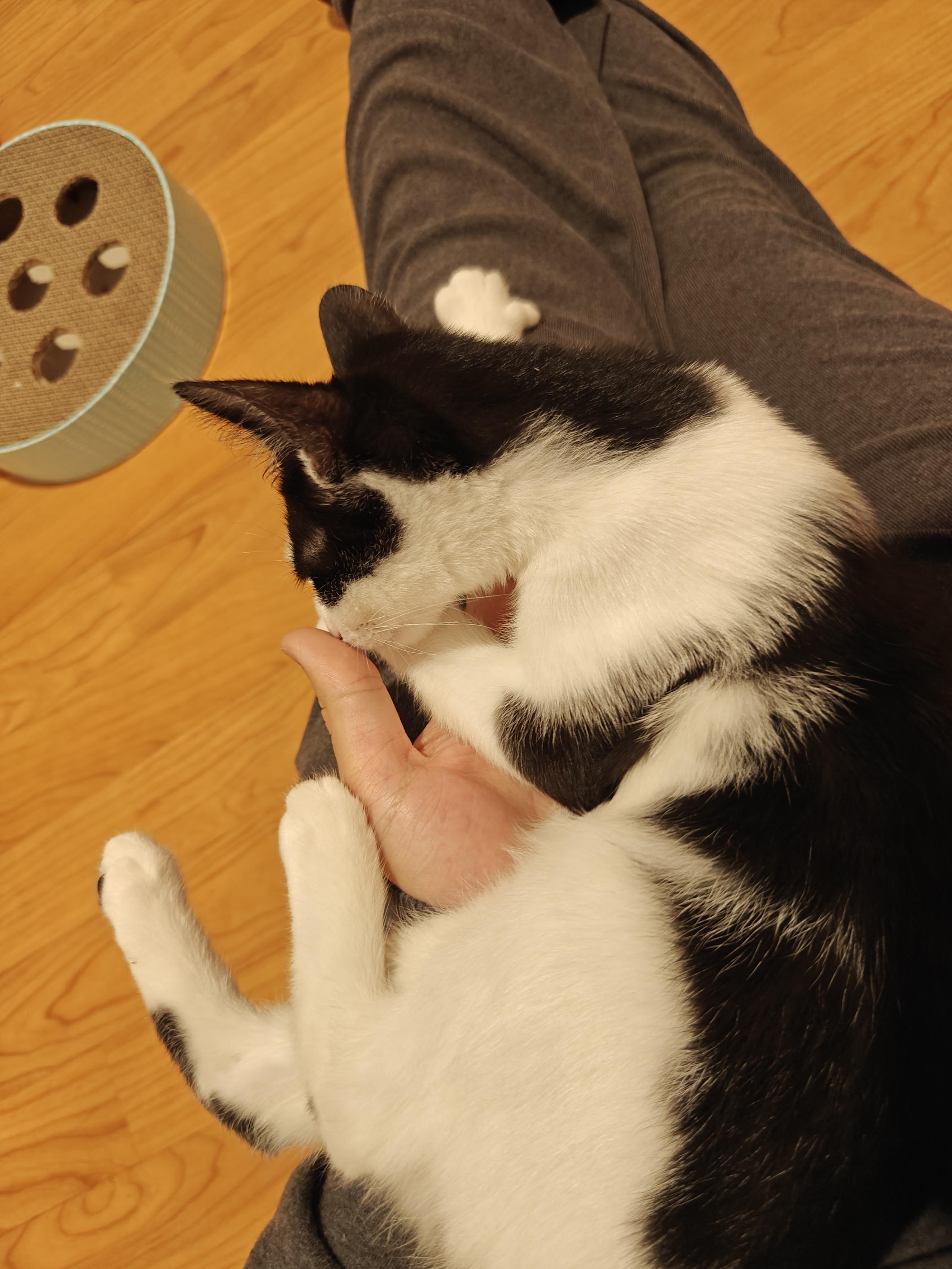 Enlarge Atari, a Adopted Domestic Short Hair in New Britain, CT image 4/5