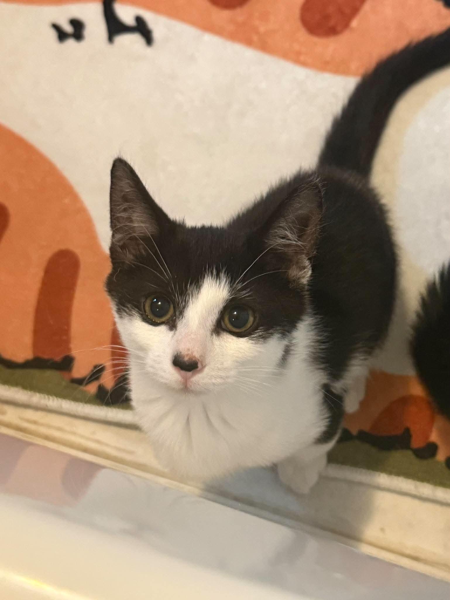 Enlarge Atari, a Adopted Domestic Short Hair in New Britain, CT image 1/5
