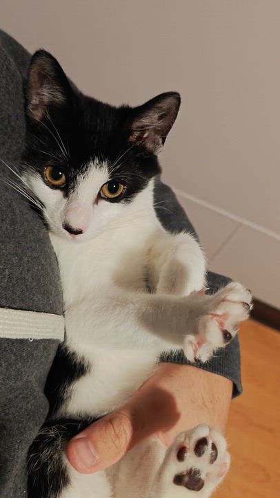 Enlarge Atari, a Adopted Domestic Short Hair in New Britain, CT video 5/5